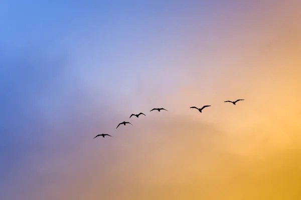 Flock of seagulls at sunset — Stock Photo, Image