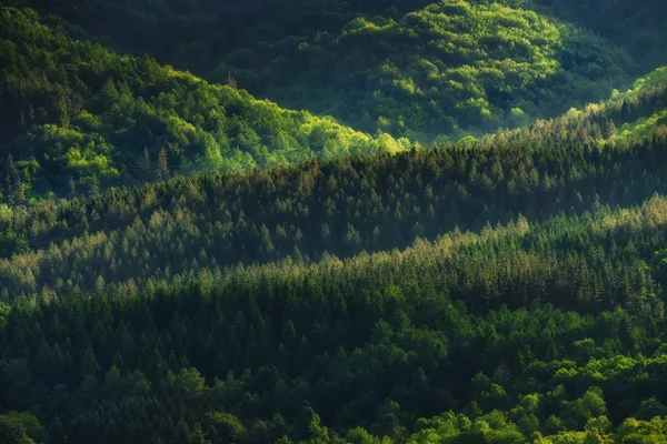Padrão de árvores e colinas — Fotografia de Stock