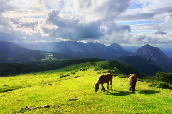Cavalli in montagna Urkiola — Foto Stock