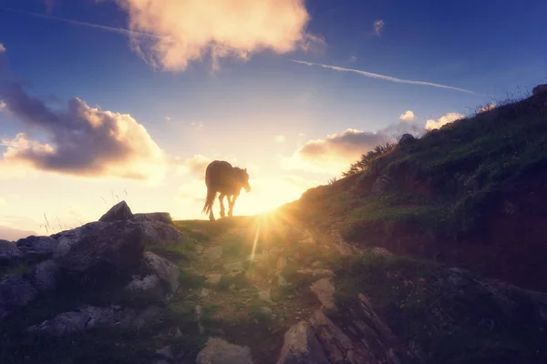 Pferd im Berg bei Sonnenuntergang — Stockfoto