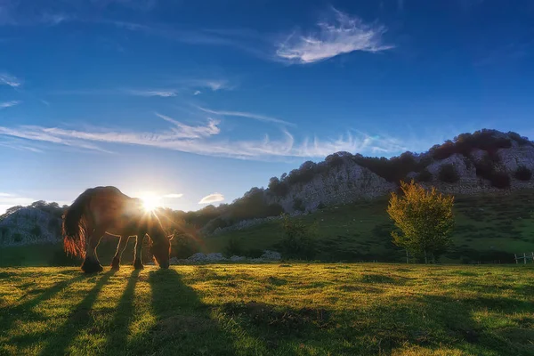 Pferd in Gorbea bei Sonnenuntergang — Stockfoto