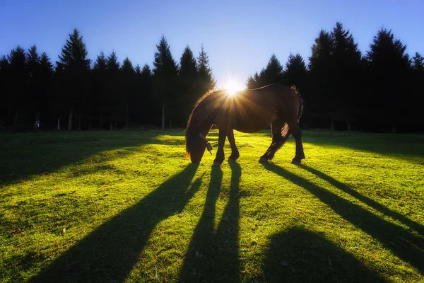 Pferd mit Gegenlicht — Stockfoto