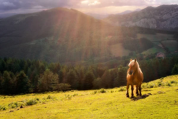 Pferd im Urkiola-Gebirge — Stockfoto