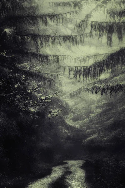Sentiero nella foresta oscura e profonda — Foto Stock
