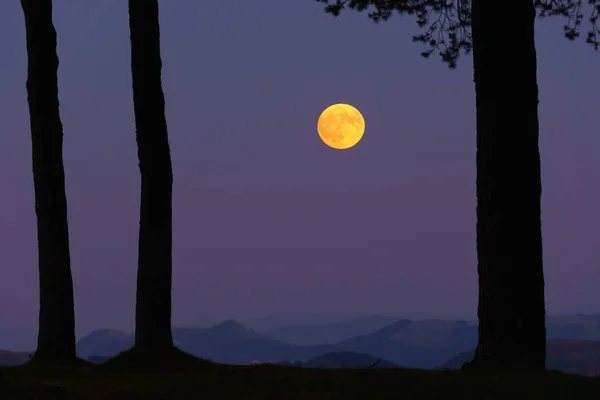 Lua amarela cheia na floresta — Fotografia de Stock