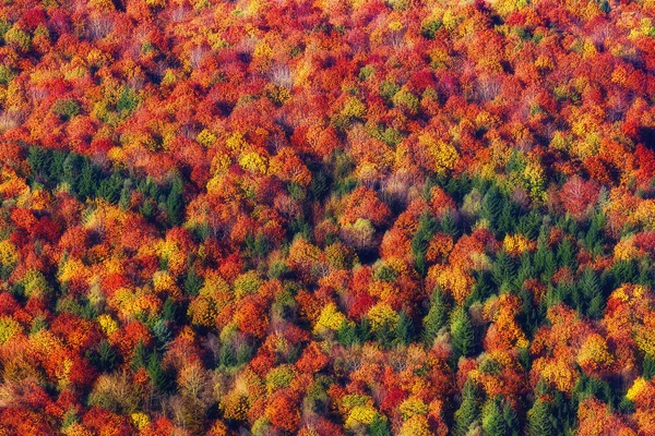 Achtergrond van herfst structuurpatroon — Stockfoto