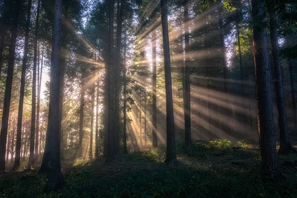 Raggi di sole sulla foresta — Foto Stock