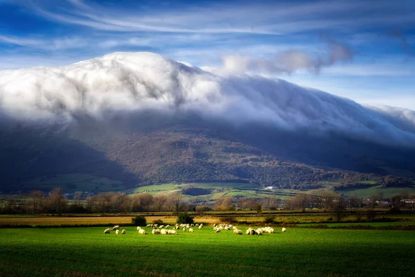 Moutons dans la vallée de l'ayala — Photo
