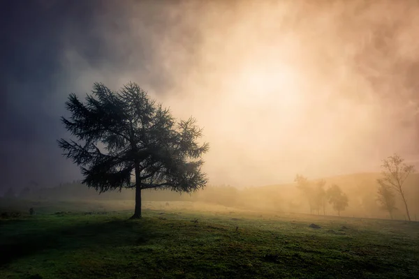孤独的树与梦幻般的光 — 图库照片