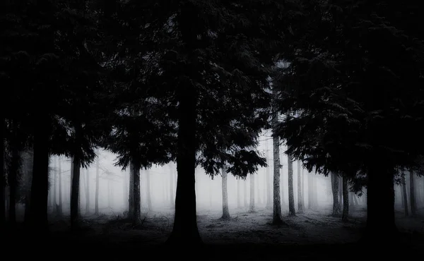 黑暗和可怕的森林 — 图库照片