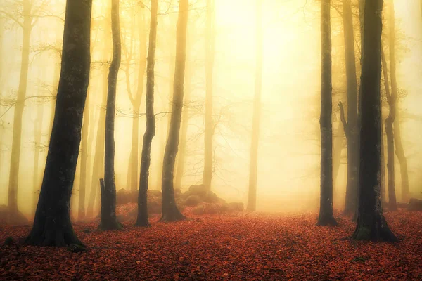 Forêt brumeuse magique avec des rayons du soleil — Photo
