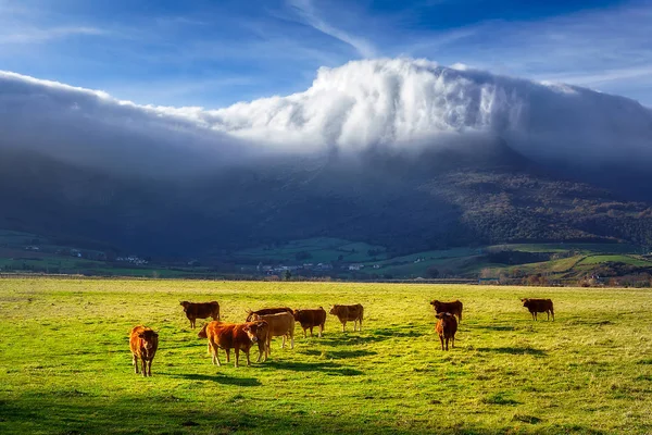 Vaches dans la vallée d'Ayala — Photo