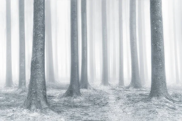 Bela Floresta Brilhante Com Nevoeiro — Fotografia de Stock