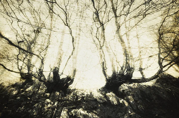 Scary forest with creepy trees — Stock Photo, Image