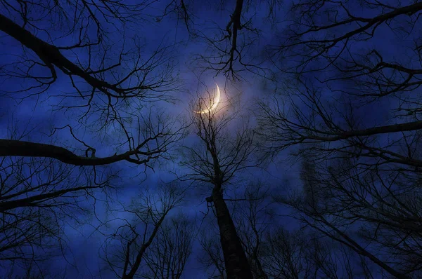 Floresta de horror com lua à noite — Fotografia de Stock