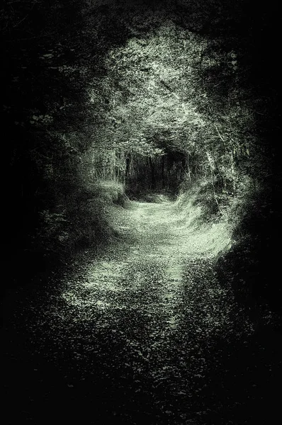 Страшний шлях у темному лісі — стокове фото