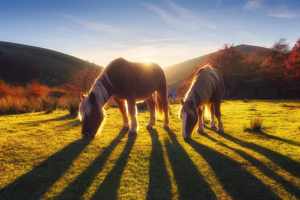 Pferde im Berg — Stockfoto
