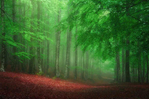 Δάσος άνοιξη — Φωτογραφία Αρχείου