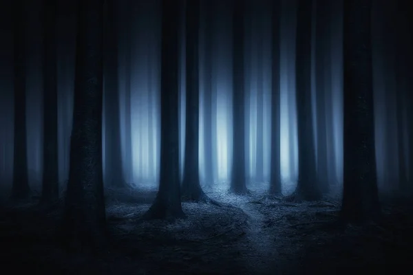 Dark and scary forest at night — Stock Photo, Image