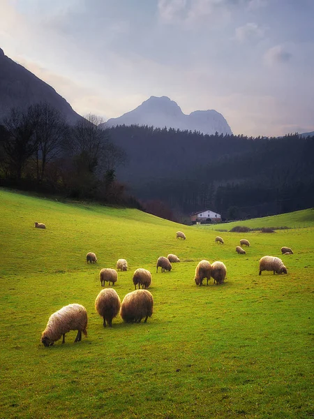 Ovce na pastvě v Baskicku — Stock fotografie