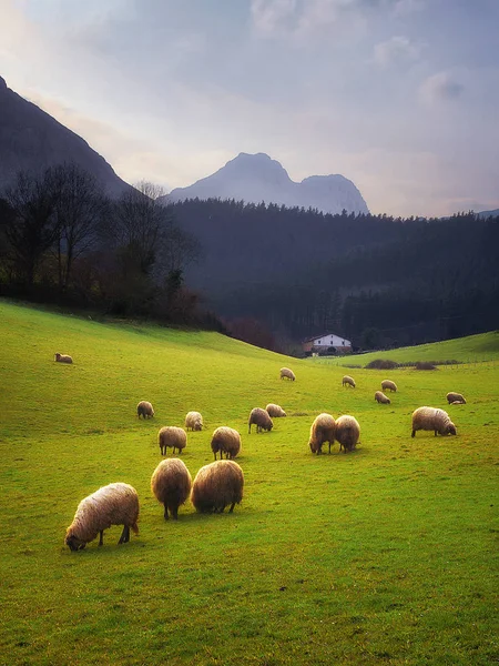 Schapen grazen in Baskenland — Stockfoto