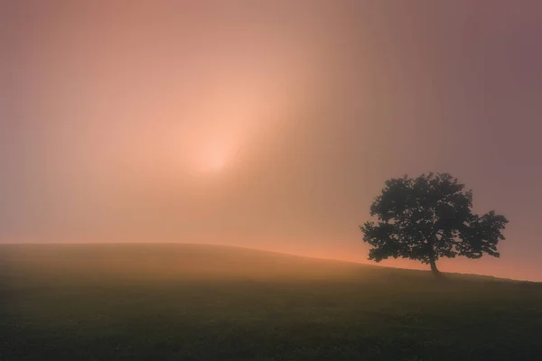 Arbre solitaire avec lumière rêveuse — Photo