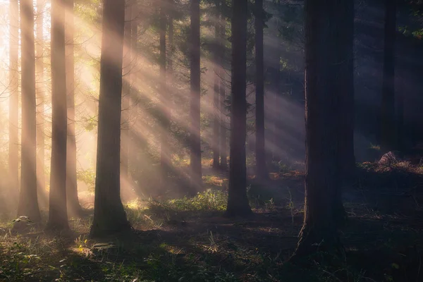 Sun rays on forest Royalty Free Stock Photos