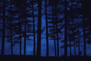 forest at night clipart