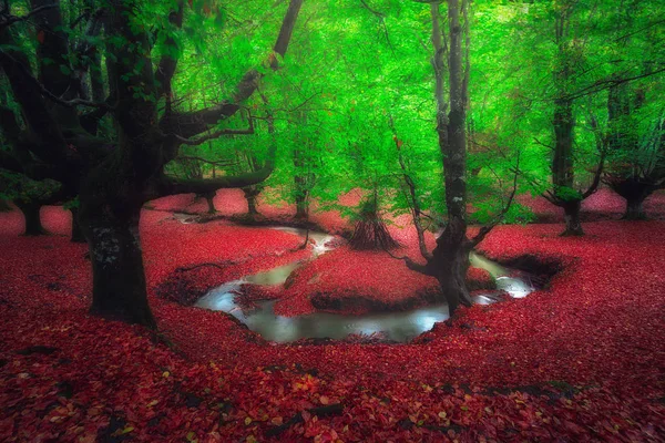 Wald mit einem Bach — Stockfoto