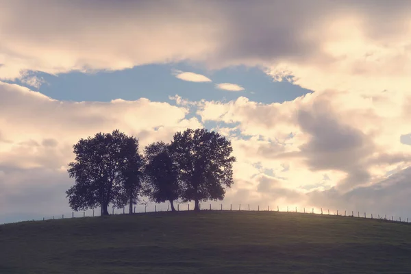 Bäume auf einem Hügel mit Vintage-Effekt — Stockfoto