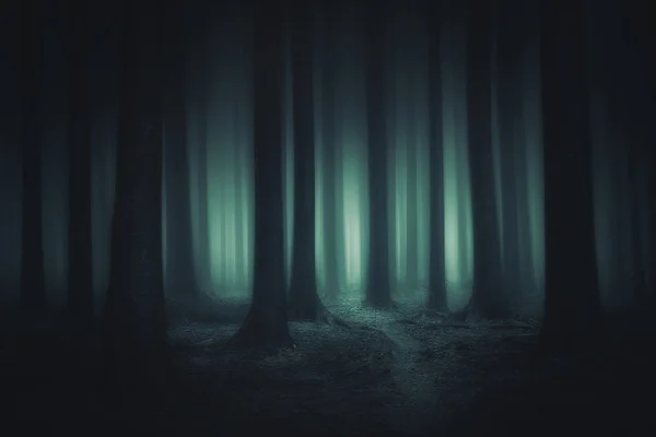 Dark and scary forest — Stock Photo, Image