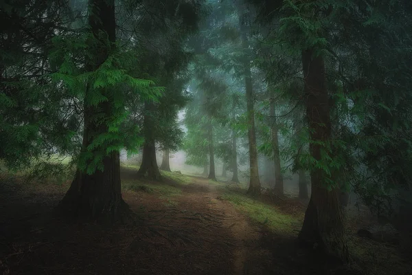 Wandelpad in het mistige donker bos — Stockfoto