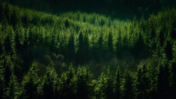Фон леса с сосновым узором — стоковое фото