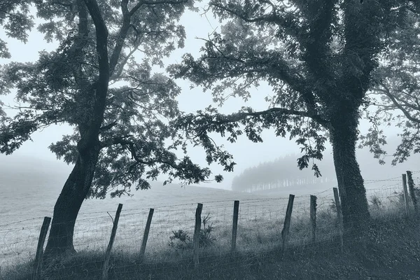 Alberi e una recinzione in bianco e nero — Foto Stock