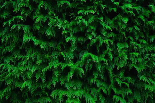 Fond du motif de texture des feuilles de conifères — Photo