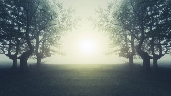 Dromerige landschap in het bos met zonlicht — Stockfoto