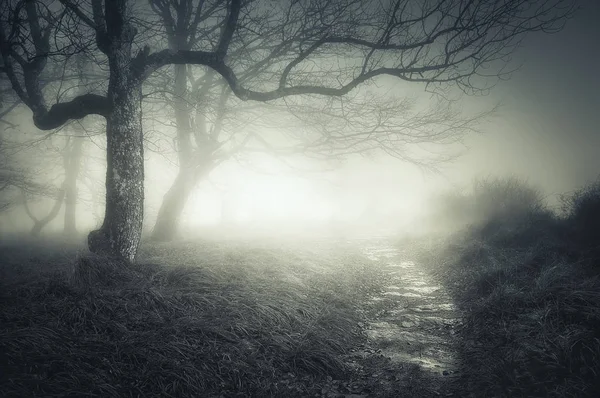 Path in dark and scary forest — Stock Photo, Image