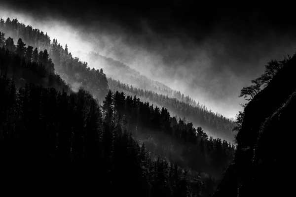 Paisagem escura com floresta nebulosa — Fotografia de Stock