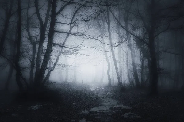 Path in dark and scary forest — Stock Photo, Image