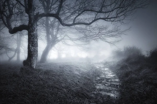 Sentiero nella foresta oscura e spaventosa — Foto Stock