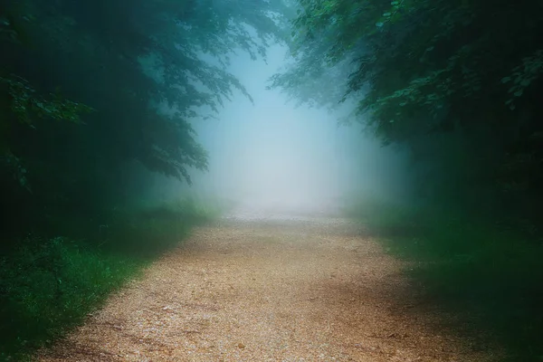 Camino en el bosque brumoso — Foto de Stock
