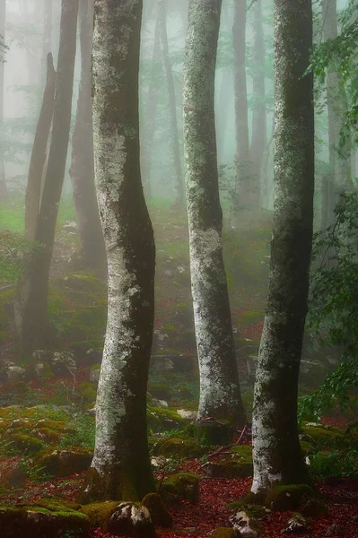 有雾的山毛榉森林 — 图库照片