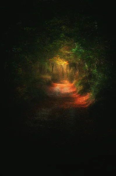 Sentier dans la forêt sombre avec lumière à la fin — Photo