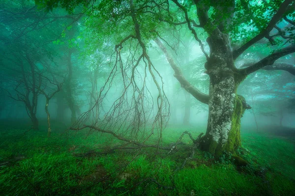 Floresta nebulosa misteriosa — Fotografia de Stock