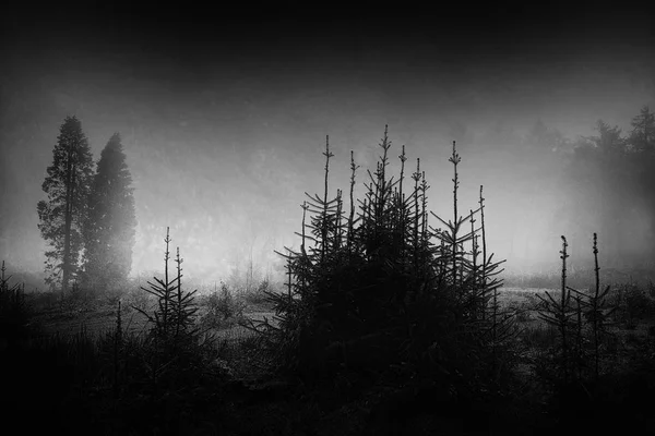 Dunkle und beängstigende Landschaft in Schwarz und Weiß — Stockfoto
