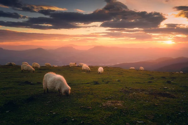 Зграя овець на заході сонця — стокове фото