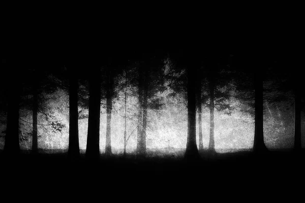 Foresta scura e spaventosa con texture grungy — Foto Stock