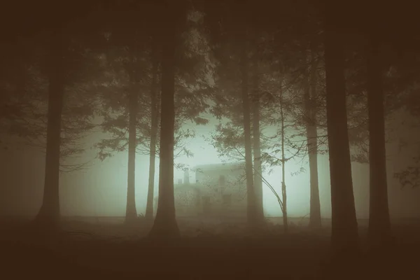 Gloomy forest with fog — Stock Photo, Image