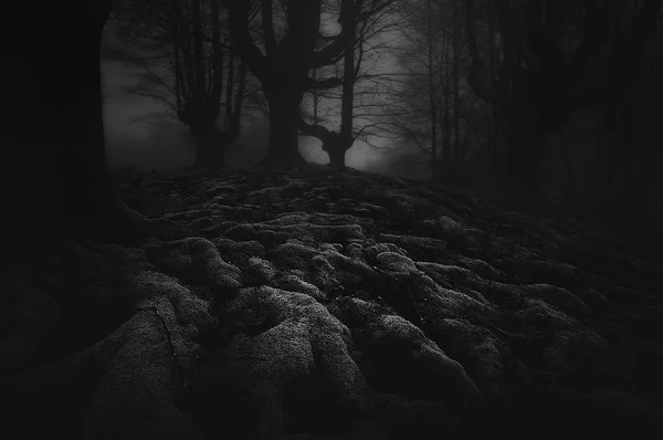Floresta escura e assustadora com raízes — Fotografia de Stock