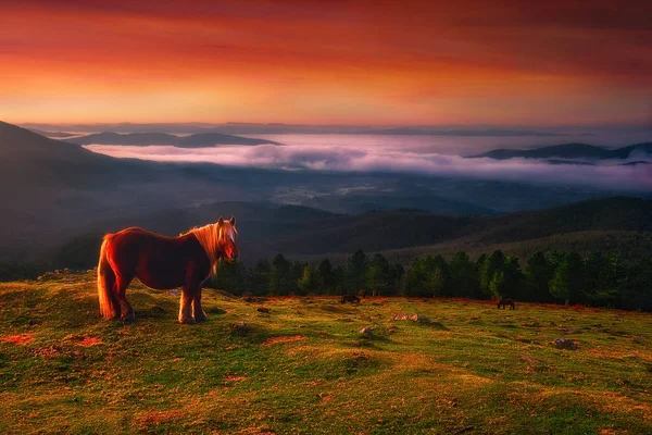 Cavallo pottoka in montagna Urkiola — Foto Stock